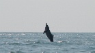 Delfiini Agonda Beachilla.