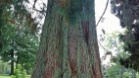 Stanley Park (Vancouver, Canada)