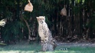 Busch Gardens Tampa Bay Theme Park (Florida, USA)
