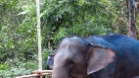IMG 6580  Elephant  junctionin onnellinen perhe