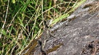 IMG 4264