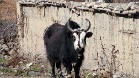 IMG 4726