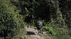 IMG 5054